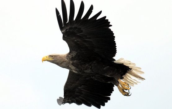 �����-��������� ���� � ������ ������ 2012 ����
