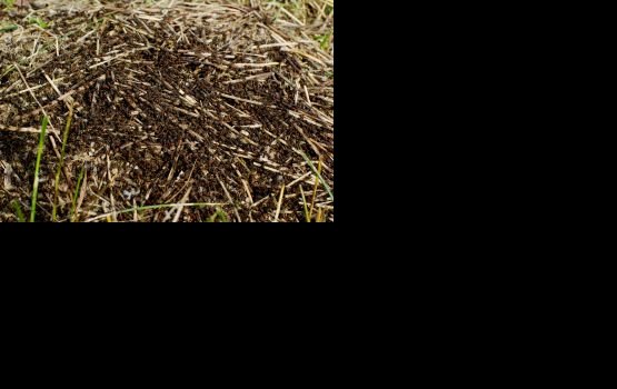 ��������� ������� ���� � ������ ��������� 2012 ����