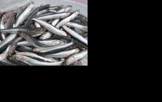 Рыбные продукты подорожают на 10-15%