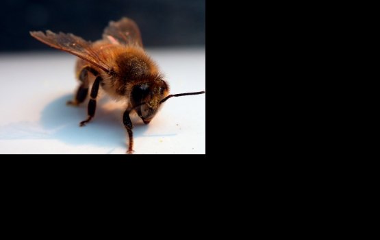 ����������� ��������� ��������� ������������