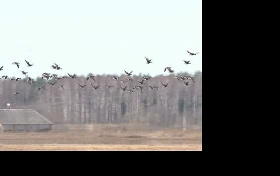 �������� ���������� ������ (�����)