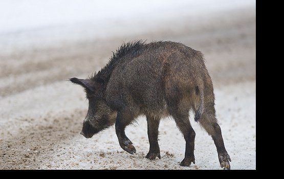 ��������� ���� �����������