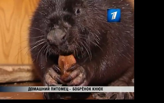 Один день из жизни бобра Кнюха (ВИДЕО)