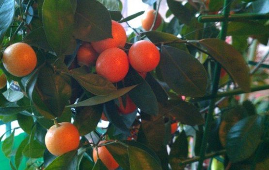 ��������� ���� �� �����������