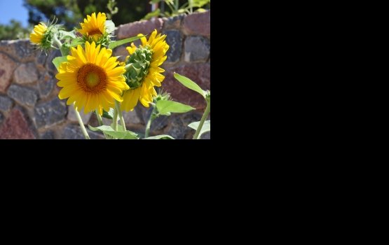 � ������� ���������� ��������� �����