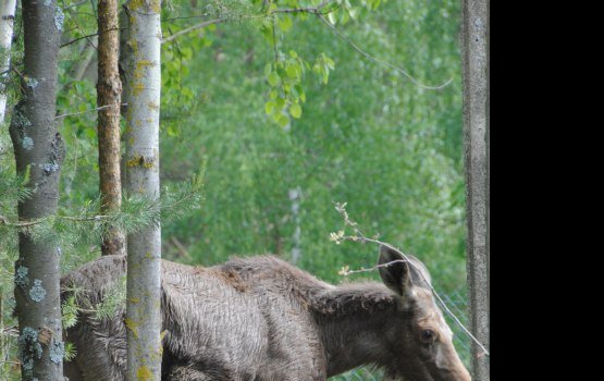 � ����������� �� ����� ������ ����