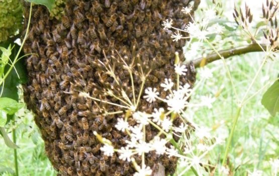 ������� ����� � � ������ �����������