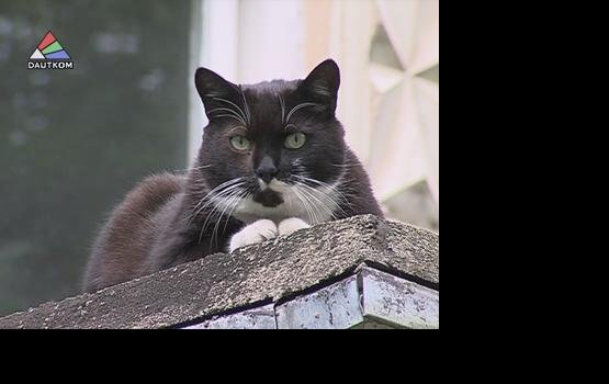 ������������� ���� ��������� �������� (�����)