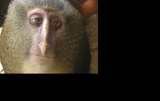 � ����� ���������� ����� ��� �������