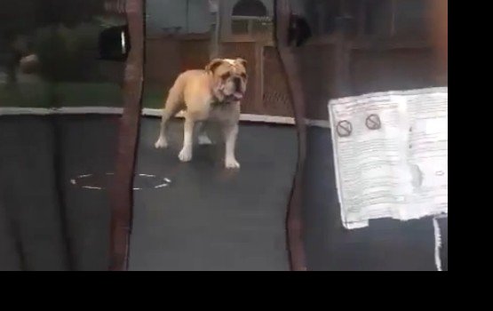 ������� �������� ����� (�����)