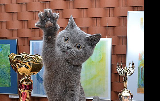 ��� ����������� �����