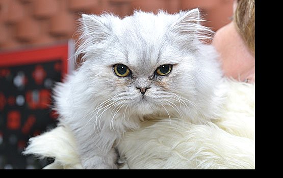 ��� ����������� �����