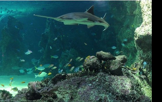 � ��������� ������ ���������� � ���� ������� ����������