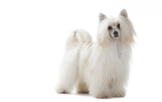 Royal Canin: ����� ��� ������� ���� � ���� � �� �� ������