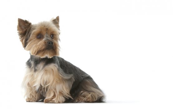 Royal Canin: ����� ��� ������� ���� � ���� � �� �� ������