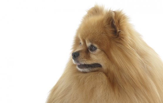 Royal Canin: ����� ��� ������� ���� � ���� � �� �� ������