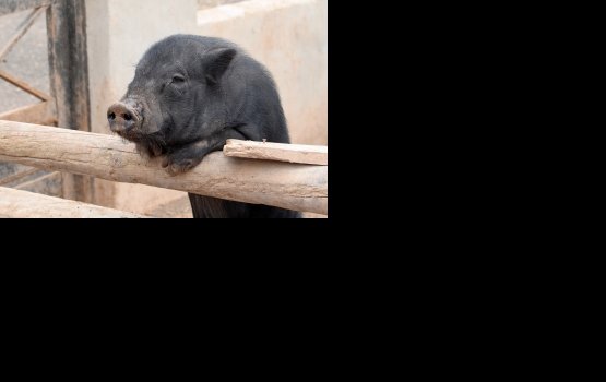 ��������� ���������� ���������� �������� �������