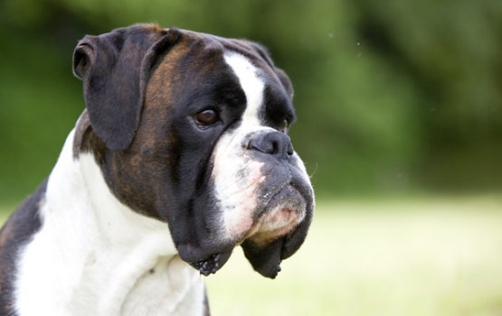 "���� ������������ ������" - �����