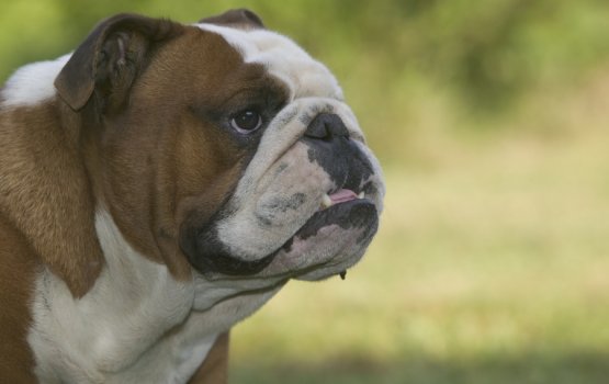 "���� ������������ ������" - �������