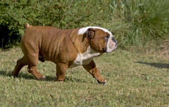 "���� ������������ ������" - �������