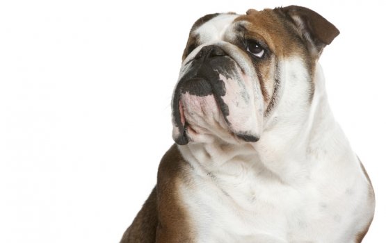 "���� ������������ ������" - �������