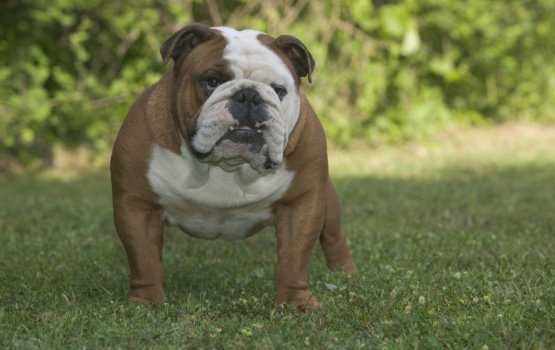 "���� ������������ ������" - �������