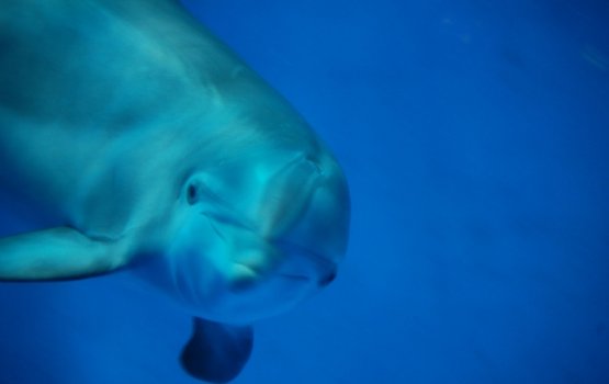 �� ������� ������� ������ ��������