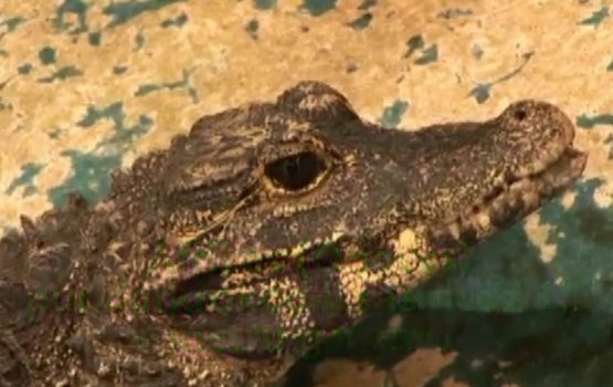 �������� ���� ������� �������� � ����