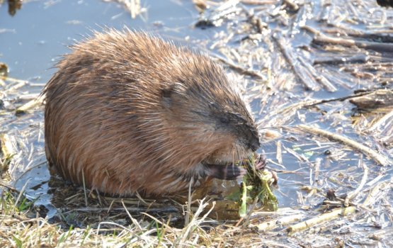 �������������� ����� ������� � ������ (����)