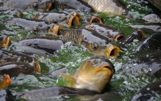 ���������� � ����� ����������