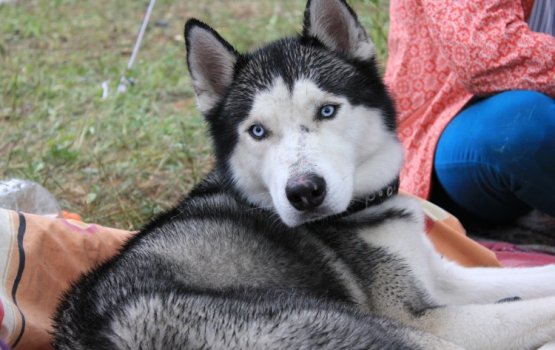 ������������� ������ �� ��������� Tundra 2013