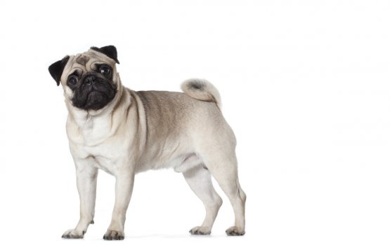"���� ������������ ������" - ����