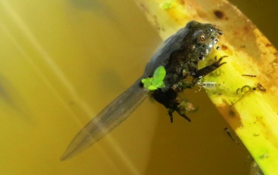 �������������� ���� ��������� ����������� �������