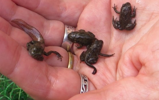 �������������� ���� ��������� ����������� �������