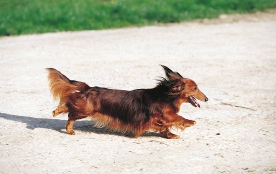 "���� ������������ ������" - �����