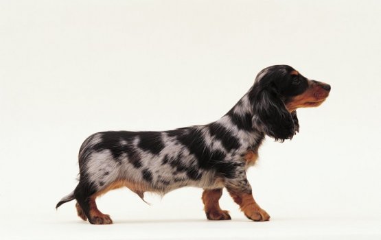 "���� ������������ ������" - �����