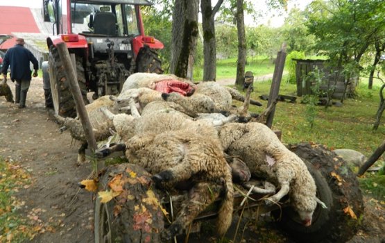 �� ���� ���� ����� �������� 22 ����