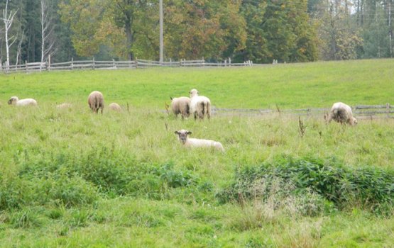 �� ���� ���� ����� �������� 22 ����