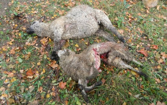 �� ���� ���� ����� �������� 22 ����