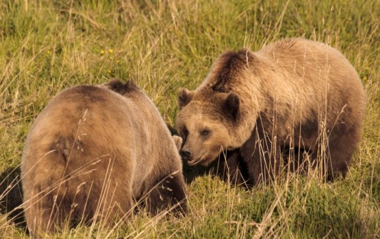 �� �������� ������� ����� � ������� ����