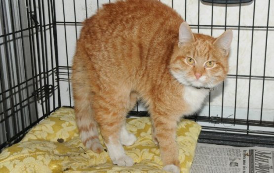 �������� ������������ 161 ��� ������ ��� ��������