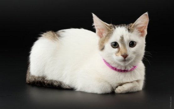 ������� ����������� ����� ���������� ����������