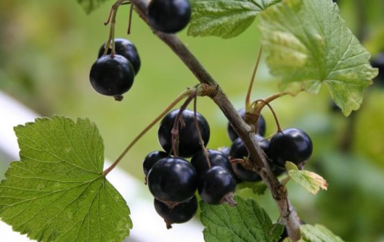 ������������ �����: �������� �������� ��������