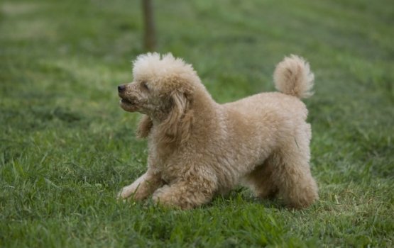 "���� ������������ ������" - ������