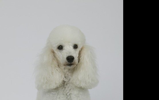 "���� ������������ ������" - ������