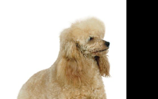 "���� ������������ ������" - ������