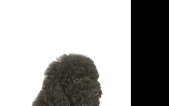 "���� ������������ ������" - ������