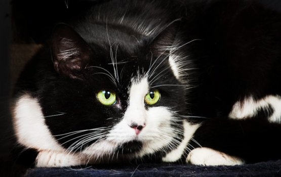 ���������� ������� ����� ����