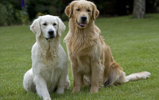 "���� ������������ ������" - ������ ��������