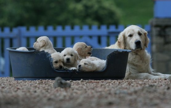 "���� ������������ ������" - ������ ��������